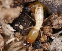 กำจัดปลวกด้วยสมุนไพร กำจัดปลวกด้วยสมุนไพร